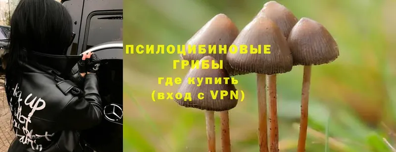 где можно купить   Балабаново  Галлюциногенные грибы Cubensis 